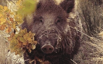 Охота на кабана в Анталии