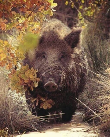 Охота на кабана в Анталии