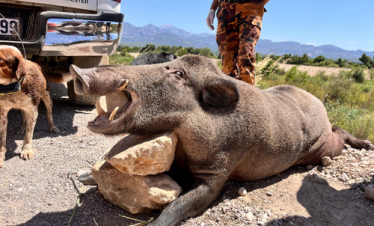 Охота на кабана в Турции